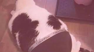 Famous HI-C - Hoe Don’t Do It (Prod. XVJR x Clean Cracker) Net Worth