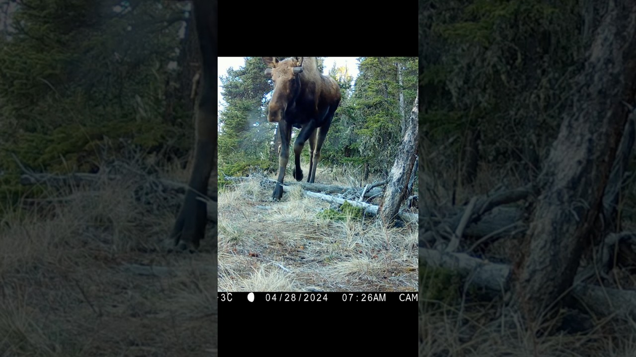 Kitten Stalks Bull Moose 