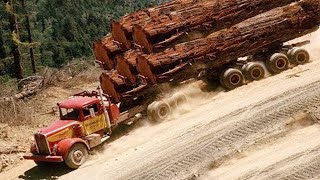Amazing Dangerous Fastest Logging Wood Truck Operator Skill. Fastest Big Tree Cutting Chainsaw Skill