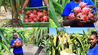 Dragon fruits documentary by Priscilla Nyairia