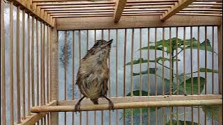 Suara asli burung Flamboyan gacor Ngebren dan nyiul ampuh untuk pancingan dan masteran