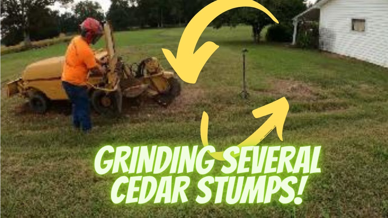 Rayco Rg50 Stump Grinder removing Fourteen Cedar Stumps - YouTube