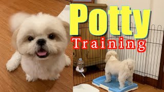 How to Potty Train A Shih Tzu Dog- So Smart & So Cute!