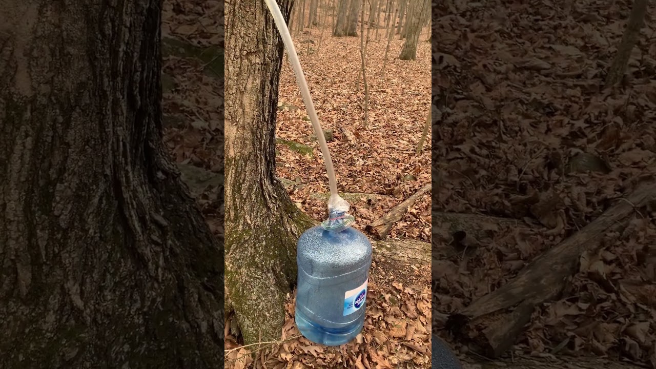 Como se saca la miel de maple. Increíble