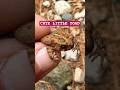 Little American Toad #shorts