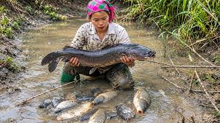 Giant Fish Trapped in a Tiny Puddle! We Weave a Bamboo Trap to Catch Them!
