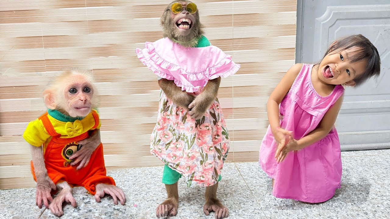 You Laugh You Lose , CUTIS & Top the funniest games to comfort baby monkey & Yen Nhi🤩