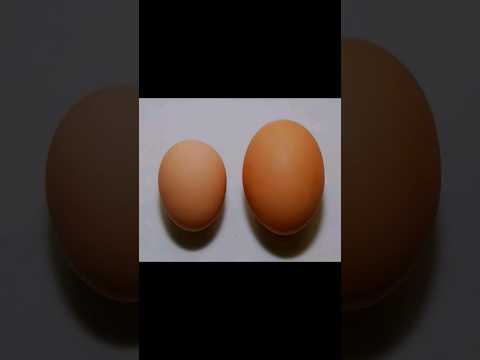 Double Yolk Egg