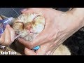 野良猫にも優しさは伝わる！茶トラに目薬すると甘えて離れなくなった！