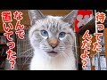 外泊して帰ってきた飼い主に再会後すぐ説教し始める猫が甘えん坊すぎた