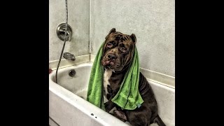 HULK TAKES OVER Cross Bronx Pet Shop