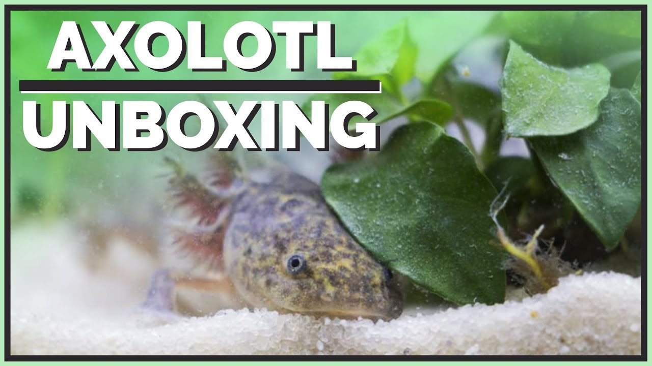 reptile care app Meet my new Axolotl! - Unboxing & Setup