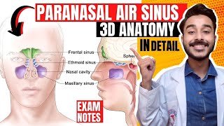 Paranasal air sinuses anatomy | Paranasal sinuses anatomy | maxillary sinus anatomy