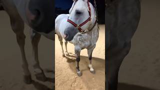 CAVALO TORDILHO DIFERENCIADO, ESSE TÁ BEM ZELADO E FORÇUDO #pegadeboi #vaquejada #vaqueirama