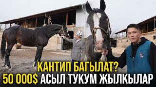 Кантип 50 000$ жылкылар багылат, Асыл тукум жылкылар жөнүндө маалымат