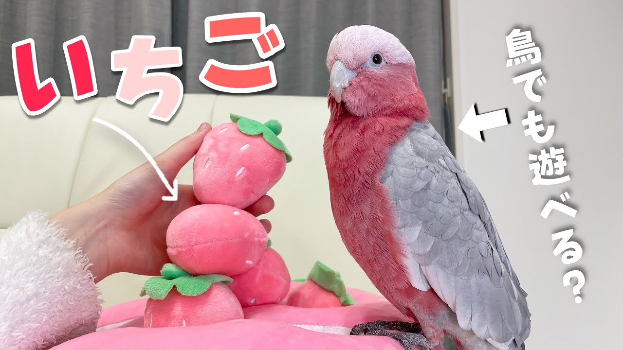 Parrot, I started a strawberry farm! [Gahhh] - YouTube
