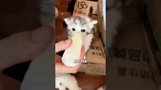 XL Cats Without Mom Become 'ILLITERATE'! 🐱#animals #shortfeed #funny #science #kitty