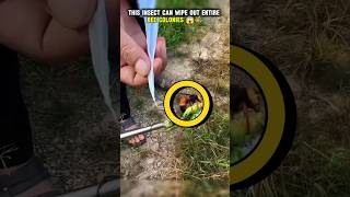 Tracking a Murder Hornet