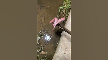 How to catch Eel fish with hook#38