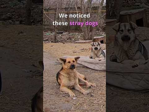 Stray Dogs Living near Garbage Waiting for Someone to Help them #straydogs #streetdog #dog #shorts