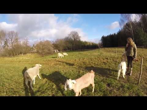 Видео: Разница между козой и бараном