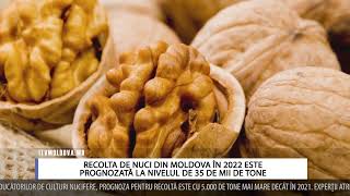 RECOLTA DE NUCI DIN MOLDOVA ÎN 2022 ESTE PROGNOZATĂ LA NIVELUL DE 35 DE MII DE TONE