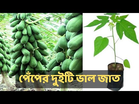 ভিডিও: সাদা Currant (27 ছবি): সেরা জাত। শরৎ এবং বসন্তে ছাঁটাই। কাটিং দ্বারা রোপণ, যত্ন এবং বংশ বিস্তার