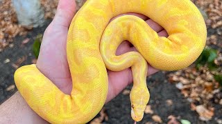 Celebrity DO SNAKE BITES HURT? DO’S & DONT’S WHEN HANDLING YOUR PET SNAKE! Wealth
