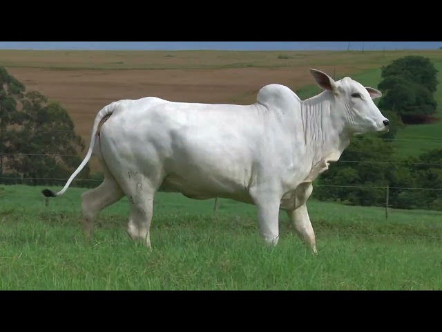 lote 37   fsh b 1186 mp4 1080p