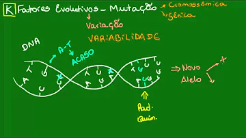 Qual o efeito das mutações na evolução?