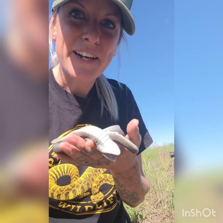 Hognose Snake Playing Dead, I still wouldn't touch it😱🐍, By ViralHog