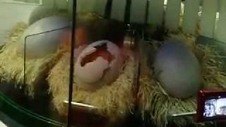 Dinosaur Being Born