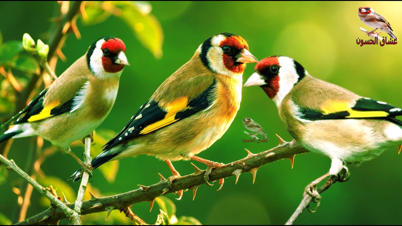 Мотивирующая песня, которая повышает уровень тестостерона у самца щегла и заставляет его петь.