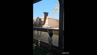 ##ANIMALS##EMIRATES PARK ZOO##PART-5##