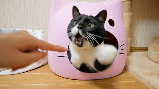 我が家にはカミツキガメ(猫)がいますｗ