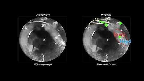 Mouse body tracking using Python+Keras (U-Net implementation)