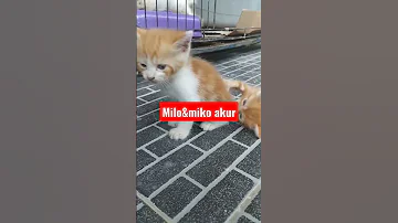 Milo&Miko akur#shorts #cats