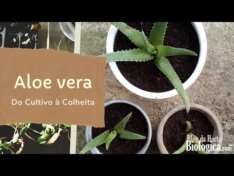 Vídeo: Colheita de Aloe - Como e quando colher uma planta de Aloe Vera