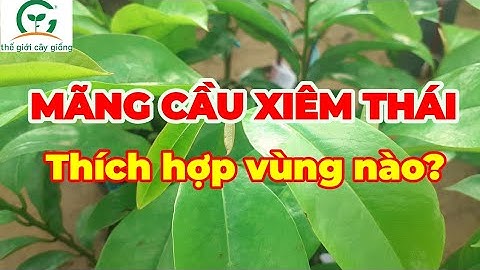 Bán cây giống Mãng Cầu Xiêm Thái ❤ 0845.66.44.99 ❤ Thế Giới Cây Giống Cai Lậy