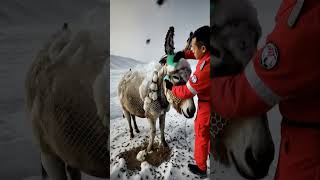 Donkey Rescue from Honeycomb & Bees Attack #shorts
