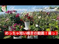 【ばら】ロマママガーデン只今42℃! #薔薇