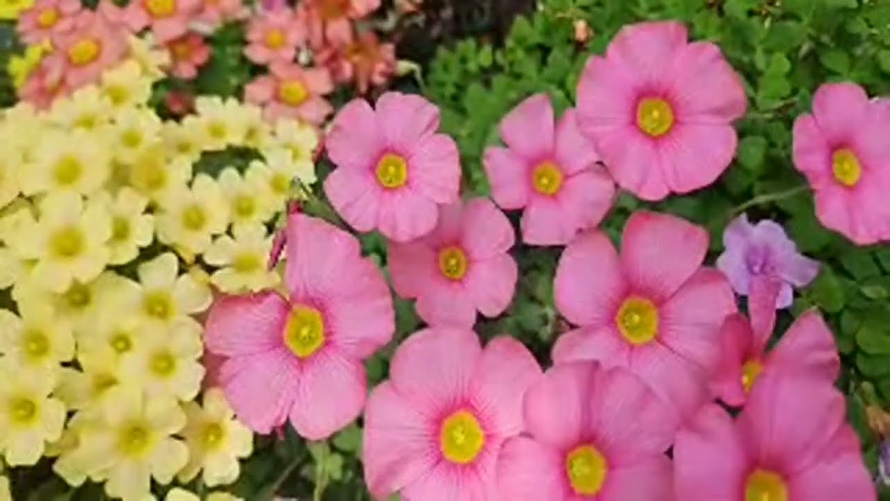 사랑초가 활짝 피었네요 라이브영상 입니다 업로드가 안되어서 동영상으로 바꾼상태입니다