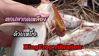 กรอเฉยๆ รอเสยได้เลย ตกปลากดเหลือง ด้วยเหยื่อ kingfrog vibration!!