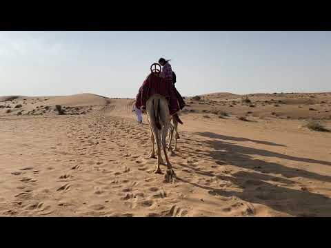 Camel walk in Dubai Desert Conservation Reserve.