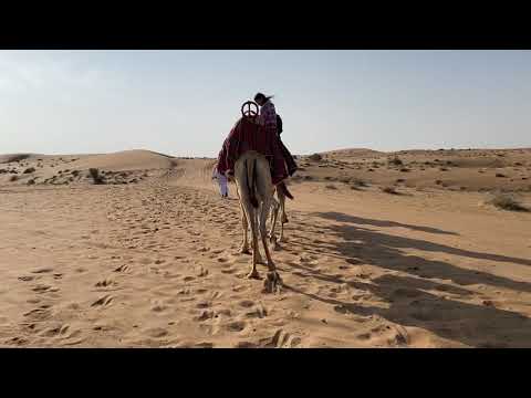 Camel walk in Dubai Desert Conservation Reserve.