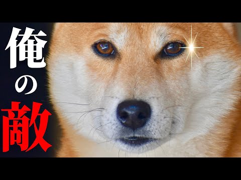 柴犬こむぎと過ごす休日はこんな具合