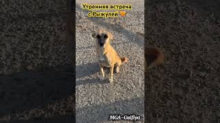 Доброе утро и хвостиком махнула Рыжуля ☀️🐾 #cat #котофейка #котик #кот #рекомендации