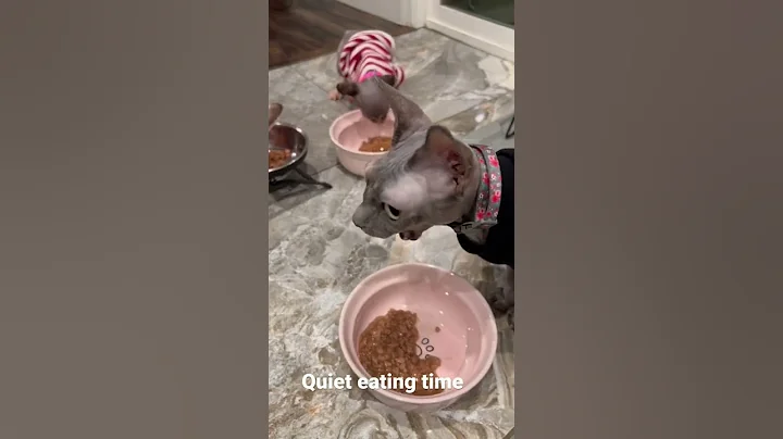 Watch the video about Sphynx eating time