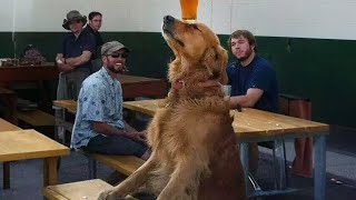 ¡Reencarnación canina! Estos perros merecen ser humanos    ¡El perro más divertido de internet! by Zona de Confort TV 44,862 views 1 month ago 8 minutes, 54 seconds