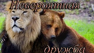 НЕВЕРОЯТНАЯ ДРУЖБА ДИКИХ ЖИВОТНЫХ И ЛЮДЕЙ НЕВЕРОЯТНАЯ ДРУЖБА ДИКИХ ЖИВОТНЫХ И ЛЮДЕЙ